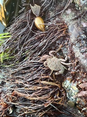 Romaleon antennarium