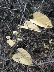 Aristolochia californica