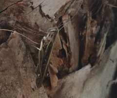 Schistocerca americana