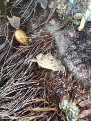 Romaleon antennarium