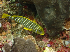 Plectorhinchus polytaenia