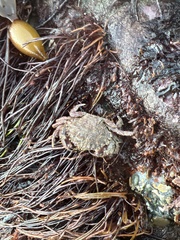 Romaleon antennarium