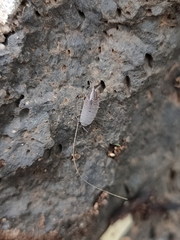 Porcellionidae