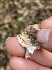 Peltigera rufescens