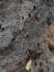 Porcellionidae