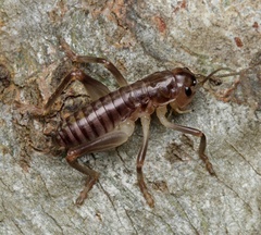 Gryllacrididae