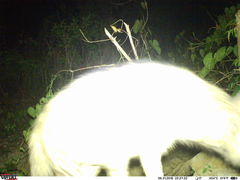 Hyaena hyaena