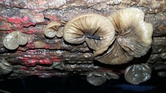 Hohenbuehelia grisea