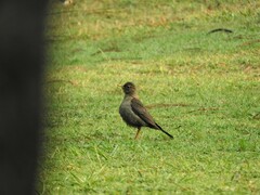 Turdus rufitorques