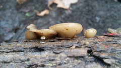 Hohenbuehelia grisea