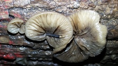 Hohenbuehelia grisea