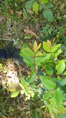 Pilidiostigma glabrum