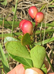 Gymnosporia markwardii