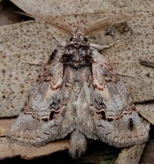 Gallaba eugraphes