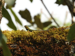 Sceloporus taeniocnemis