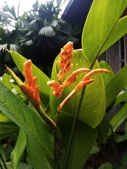 Stromanthe stromanthoides