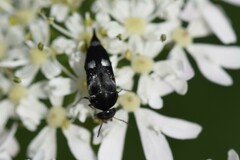 Variimorda villosa