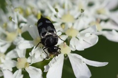 Variimorda villosa