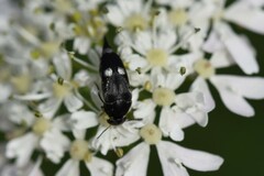 Variimorda villosa
