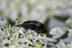 Variimorda villosa