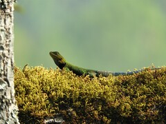 Sceloporus taeniocnemis