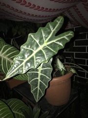 Alocasia amazonica