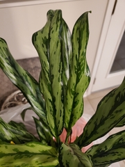 Aglaonema commutatum