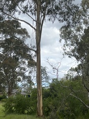 Eucalypteae