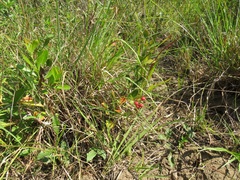 Gymnosporia markwardii