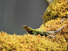 Sceloporus taeniocnemis