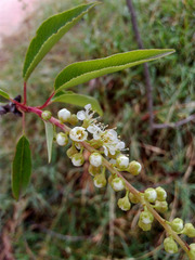 Prunus serotina salicifolia