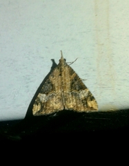 Hypena obsitalis