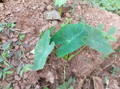 Colocasia