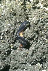 Kontikia ventrolineata