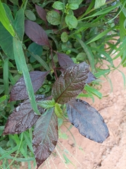 Alternanthera brasiliana