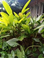 Stromanthe stromanthoides