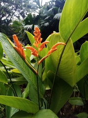 Stromanthe stromanthoides