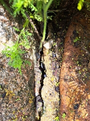 Oniscidea
