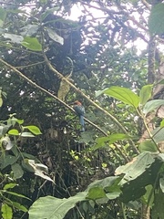 Electron platyrhynchum