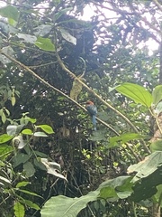 Electron platyrhynchum