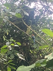 Electron platyrhynchum