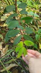 Pilidiostigma glabrum