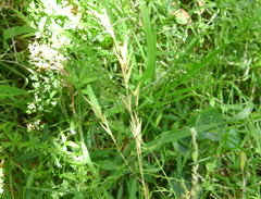 Bromus catharticus