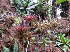 Tillandsia guatemalensis