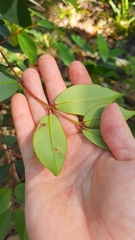 Pilidiostigma glabrum