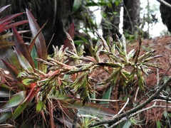 Tillandsia guatemalensis
