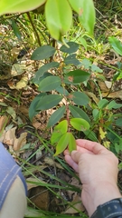 Pilidiostigma glabrum