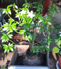 Wrightia antidysenterica