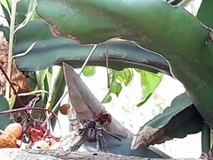 Polybetes pythagoricus