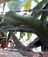 Polybetes pythagoricus